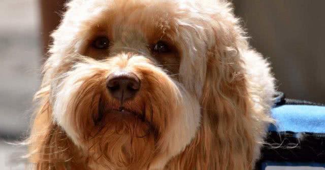 不是吹,狗狗也能嗅出低血糖