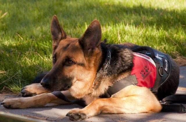 不是吹,狗狗也能嗅出低血糖