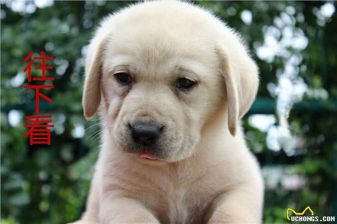 不是吹,狗狗也能嗅出低血糖