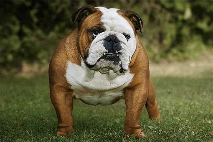 为什么人们不愿养英国斗牛犬了?网友:原因很简单