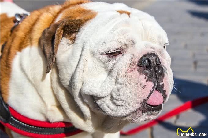 为什么人们不愿养英国斗牛犬了?网友:原因很简单