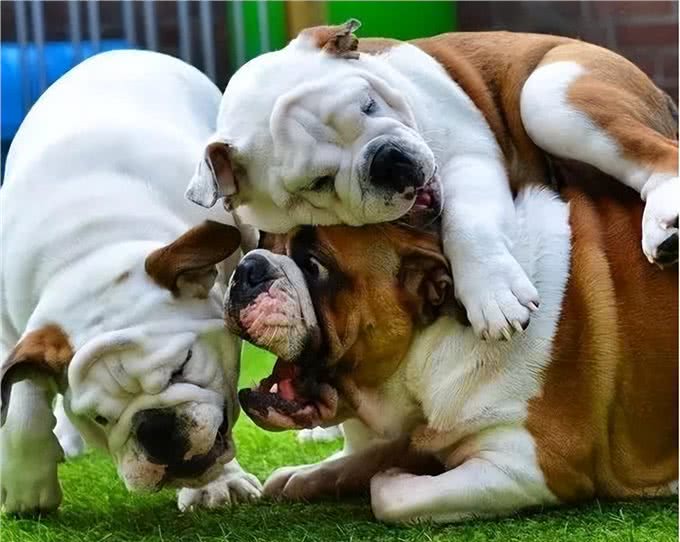 为什么人们不愿养英国斗牛犬了?网友:原因很简单