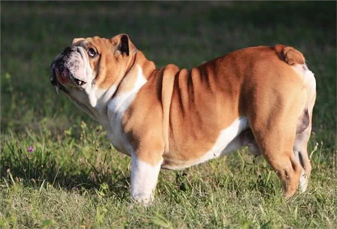 为什么人们不愿养英国斗牛犬了?网友:原因很简单