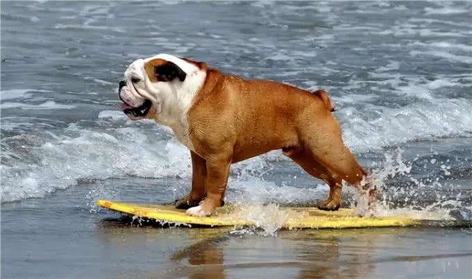 为什么人们不愿养英国斗牛犬了?网友:原因很简单