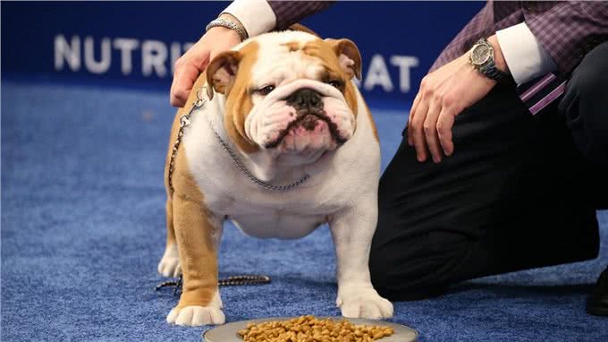 为什么人们不愿养英国斗牛犬了?网友:原因很简单