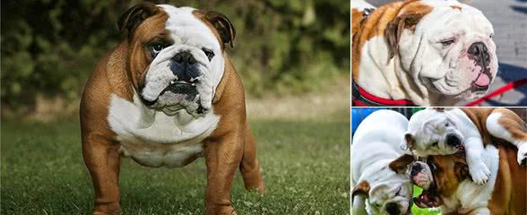 为什么人们不愿养英国斗牛犬了?网友:原因很简单