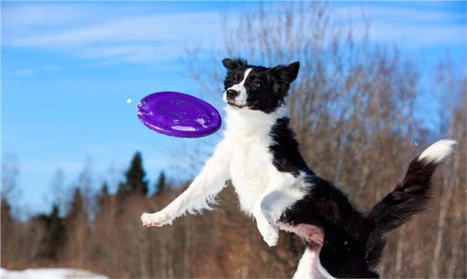 在中国传统认知中,小狗白尾巴不好,小狗尾巴尖是白色有什么说法