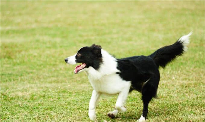 在中国传统认知中,小狗白尾巴不好,小狗尾巴尖是白色有什么说法