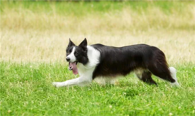 在中国传统认知中,小狗白尾巴不好,小狗尾巴尖是白色有什么说法