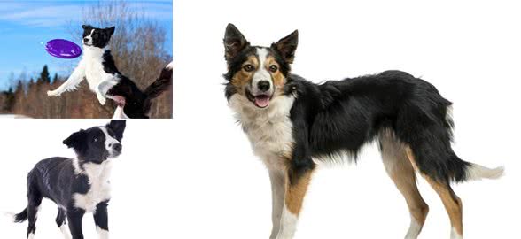 在中国传统认知中,小狗白尾巴不好,小狗尾巴尖是白色有什么说法