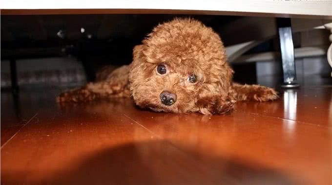 一只狗有这几个迹象,证明它讨厌你了,你却傻傻不知道