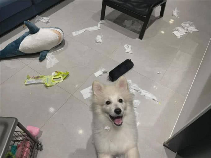 一只狗有这几个迹象,证明它讨厌你了,你却傻傻不知道