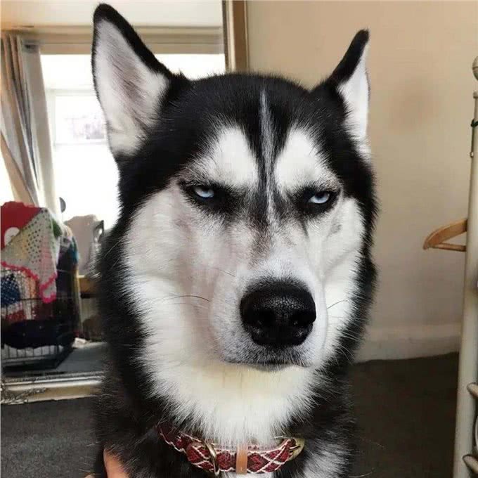 一只狗有这几个迹象,证明它讨厌你了,你却傻傻不知道