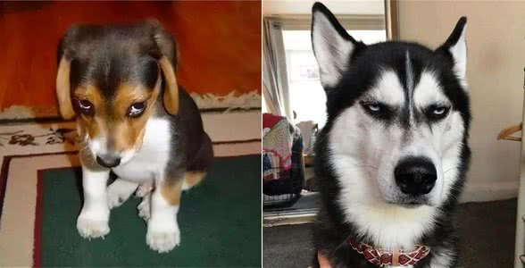 一只狗有这几个迹象,证明它讨厌你了,你却傻傻不知道