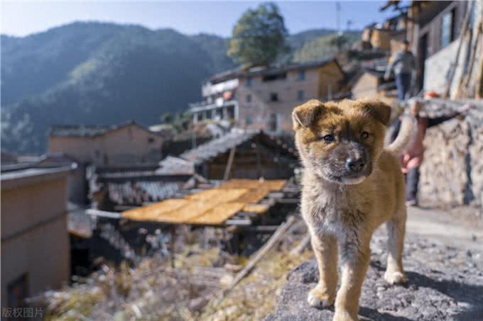 懒人养狗的福音!这3种狗狗你值得拥有