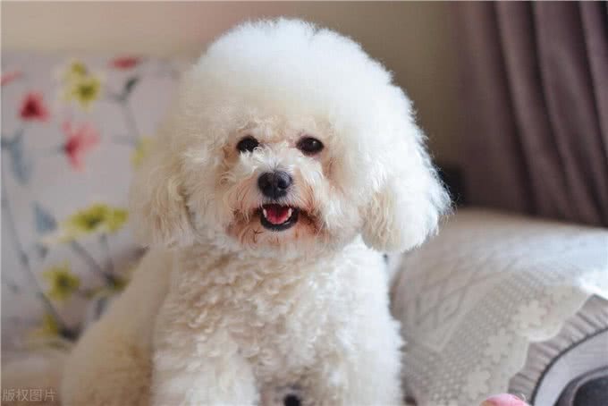 懒人养狗的福音!这3种狗狗你值得拥有