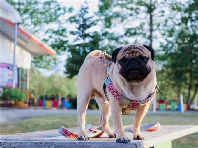 懒人养狗的福音!这3种狗狗你值得拥有