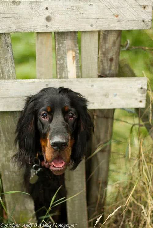 每日一犬-戈登雪达犬
