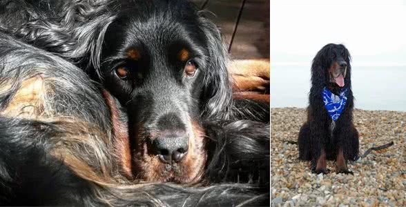 每日一犬-戈登雪达犬