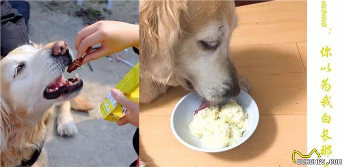 猫猫狗狗看见罐头就没命,那到底该怎么健康地吃罐头呢?