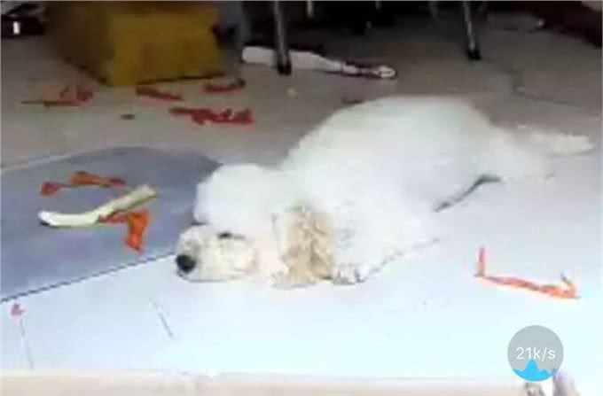 猫猫狗狗看见罐头就没命,那到底该怎么健康地吃罐头呢?