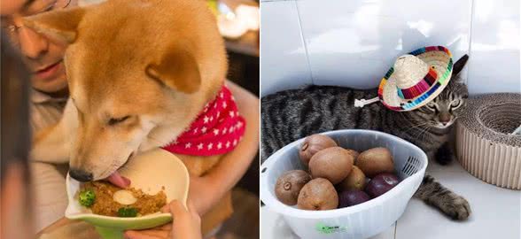 猫猫狗狗看见罐头就没命,那到底该怎么健康地吃罐头呢?