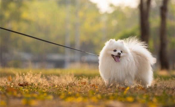 新手养狗必看，狗狗孤独的10种表现