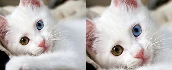 宠物猫系列之土耳其梵猫