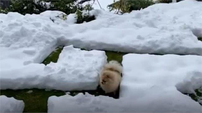 呆萌!花1小时挖了个冰雪迷宫,博美犬走到怀疑狗生