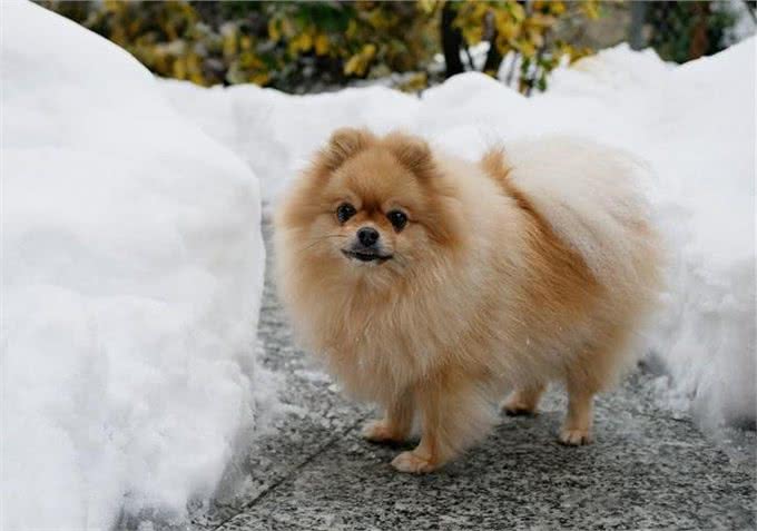 呆萌!花1小时挖了个冰雪迷宫,博美犬走到怀疑狗生