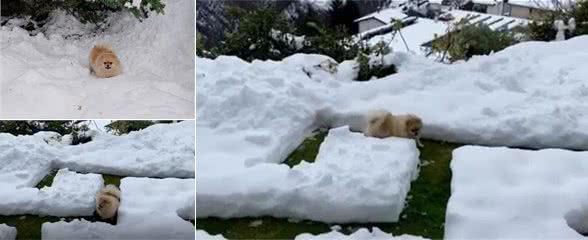 呆萌!花1小时挖了个冰雪迷宫,博美犬走到怀疑狗生