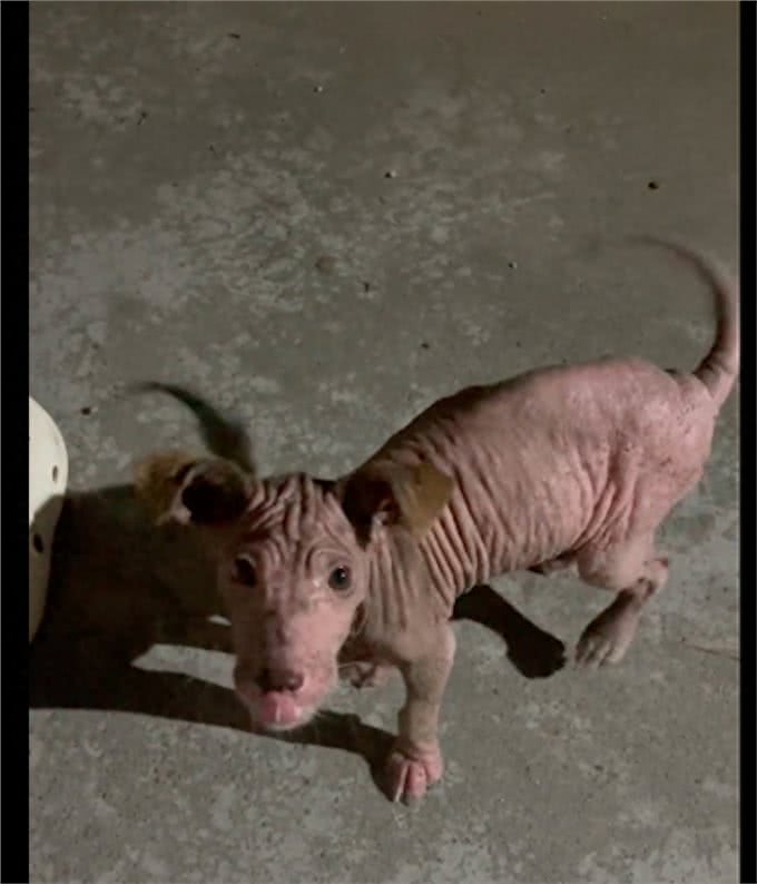 主人不给狗治皮肤病，将它丢出门外，掉光毛发的它还守家每天暴晒