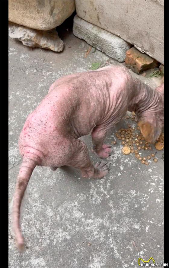 主人不给狗治皮肤病，将它丢出门外，掉光毛发的它还守家每天暴晒