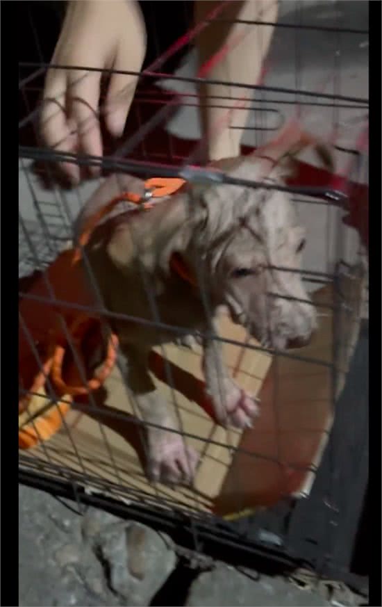 主人不给狗治皮肤病，将它丢出门外，掉光毛发的它还守家每天暴晒