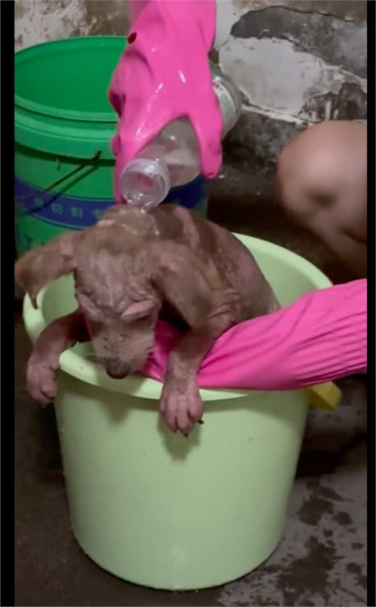 主人不给狗治皮肤病，将它丢出门外，掉光毛发的它还守家每天暴晒