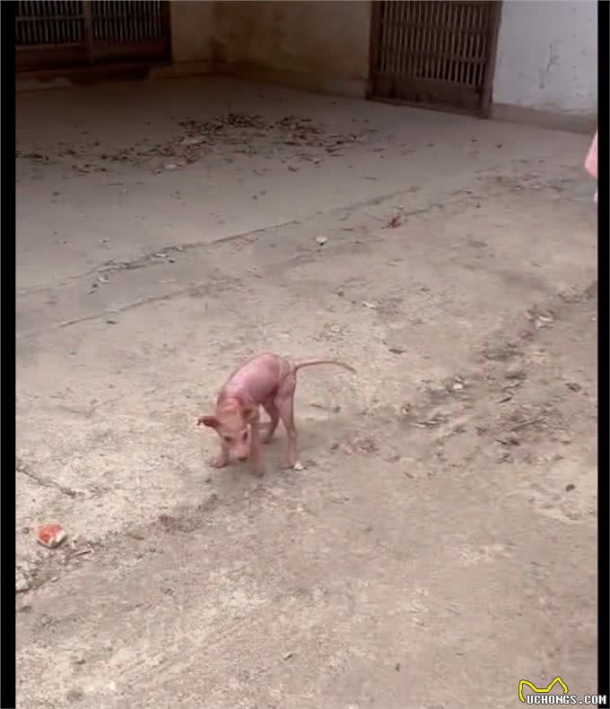 主人不给狗治皮肤病，将它丢出门外，掉光毛发的它还守家每天暴晒