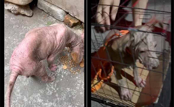 主人不给狗治皮肤病,将它丢出门外,掉光毛发的它还守家每天暴晒