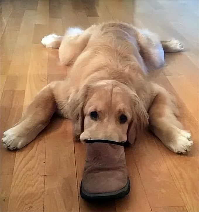 狗狗取名有讲究，这些坑要避开，你踩了几个?