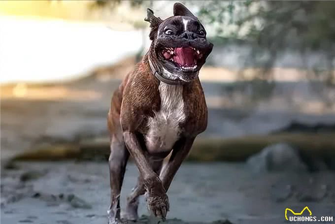 狗狗取名有讲究，这些坑要避开，你踩了几个?