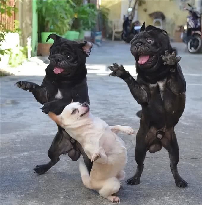 狗狗取名有讲究，这些坑要避开，你踩了几个?