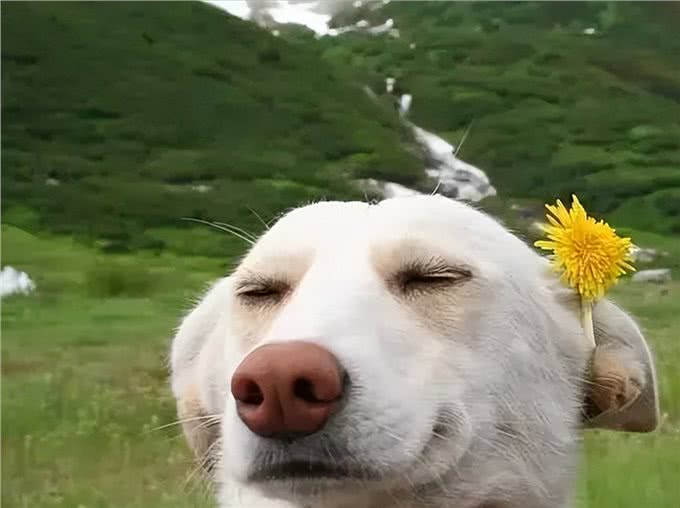 狗狗取名有讲究，这些坑要避开，你踩了几个?