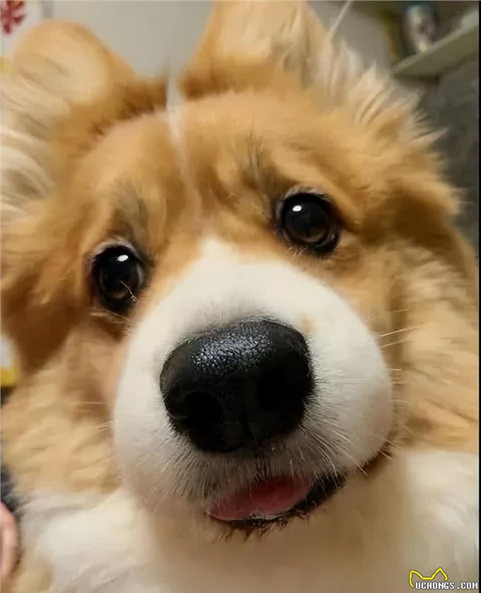 狗狗取名有讲究，这些坑要避开，你踩了几个?