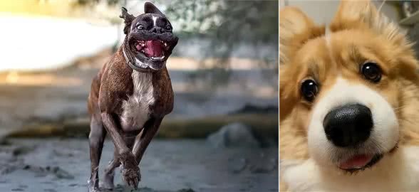 狗狗取名有讲究，这些坑要避开，你踩了几个?