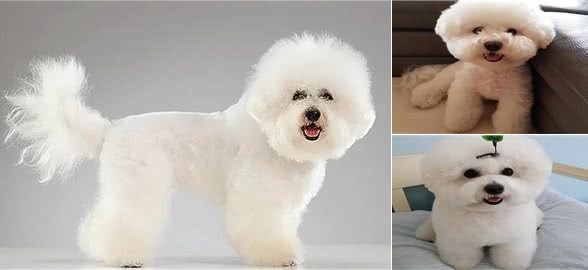 比熊犬多少钱一只?便宜的200元一只(贵的高达万元)