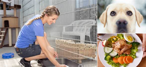 狗鼻子上长癣症状