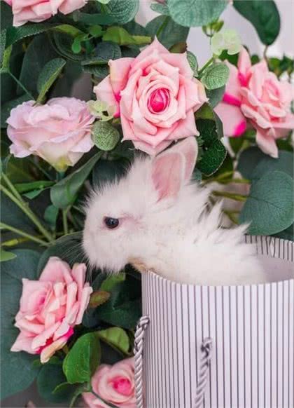 宠物打嗝止不住,应该怎么办