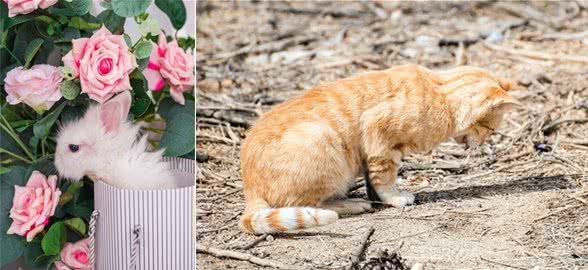 宠物打嗝止不住,应该怎么办