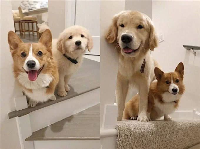 金毛和柯基:不同品种的狗狗个性比较