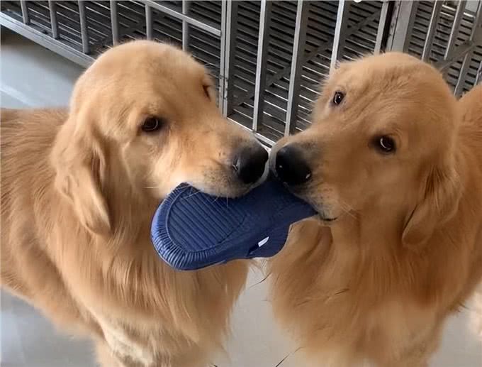 养一只狗和养两只狗,区别有多大?过来人:这5点最明显!