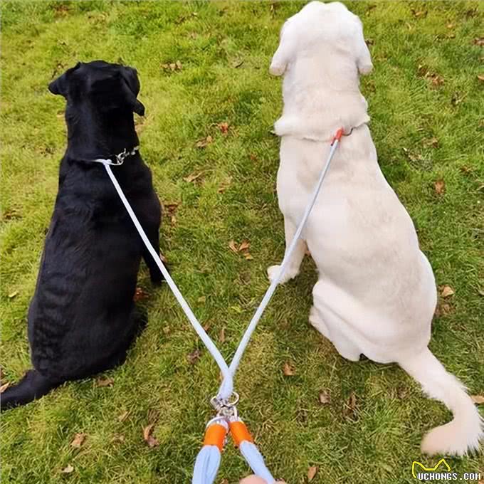 养一只狗和养两只狗,区别有多大?过来人:这5点最明显!